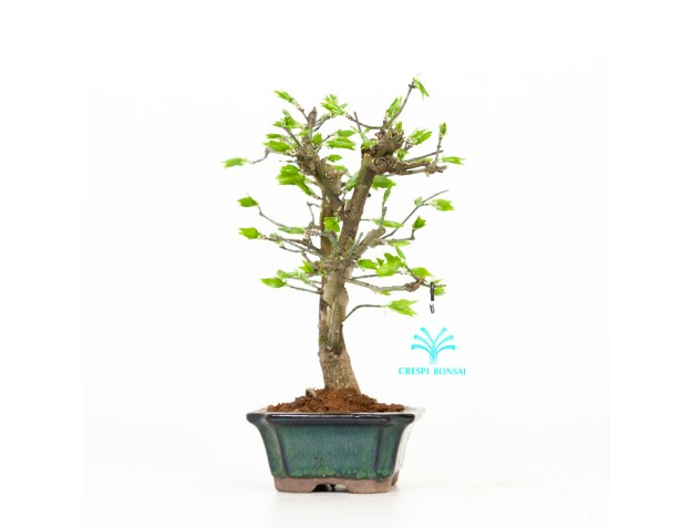 Euonymus - Fusain - 24 cm 2