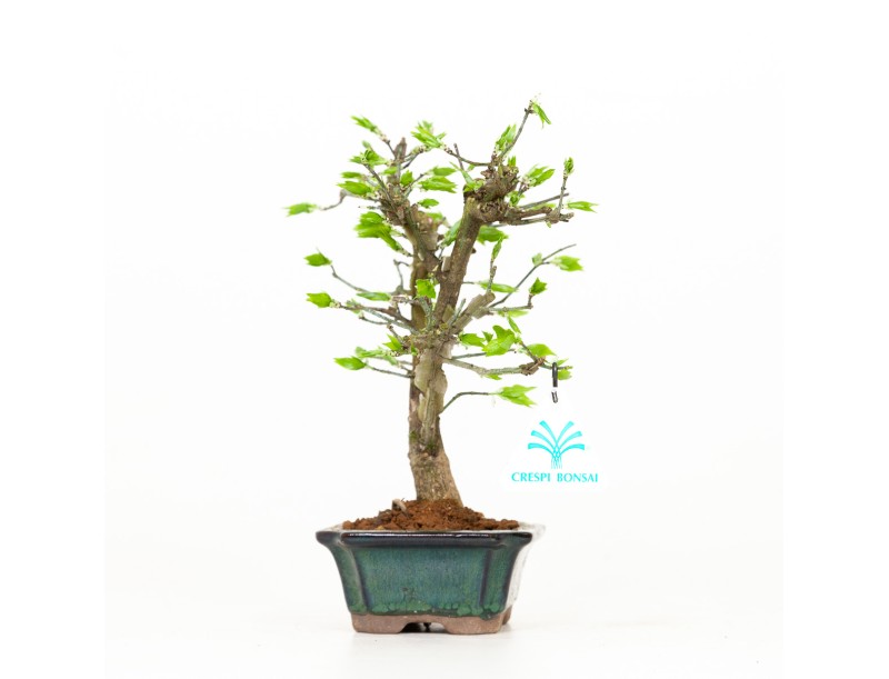 Euonymus - Fusain - 24 cm