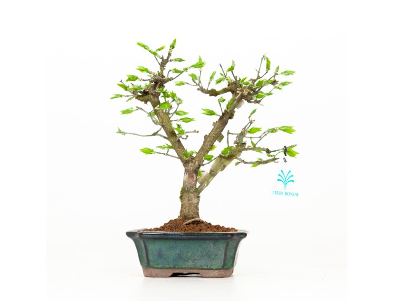 Euonymus - Evonimo - 24 cm