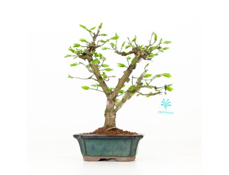 Euonymus - Spindelstruik - 24 cm