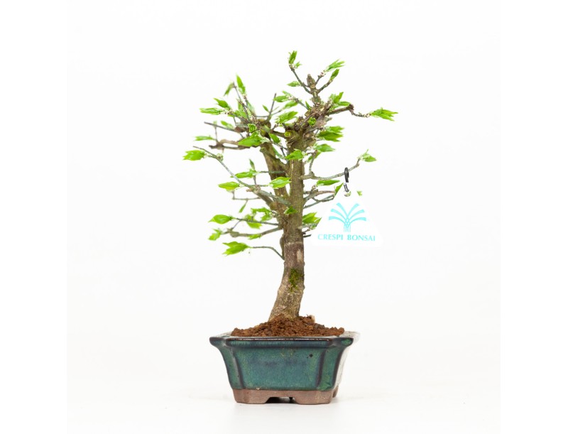 Euonymus - Fusain - 24 cm