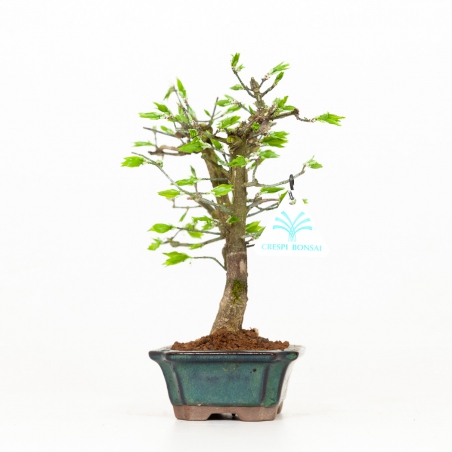 Euonymus - Evonimo - 24 cm
