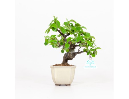 Cydonia chinensis - Quitte - 19 cm