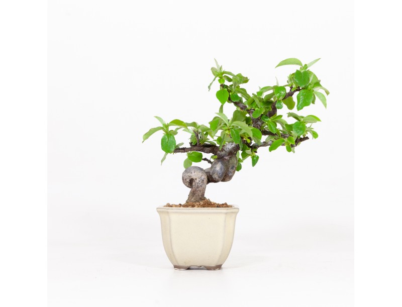 Cydonia chinensis - Quitte - 19 cm