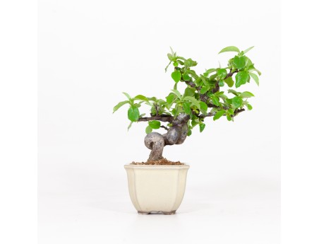 Cydonia chinensis - Kweepeer - 19 cm