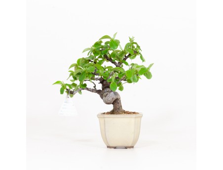 Cydonia chinensis - Kweepeer - 19 cm