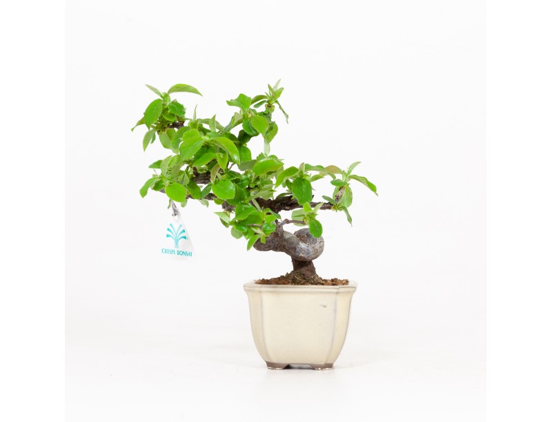 Cydonia chinensis - Quitte - 19 cm