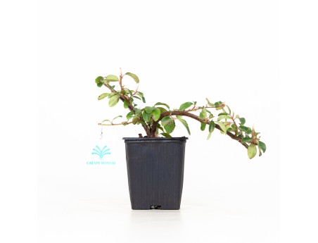 Cotoneaster Dammeri - 19 cm