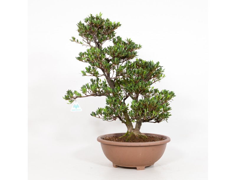 Rhododendron Indicum Shinzan - Azalée Shinzan - 60 cm