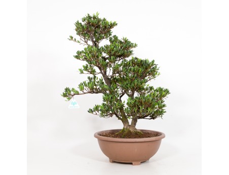 Rhododendron Indicum Shinzan - Azalée Shinzan - 60 cm