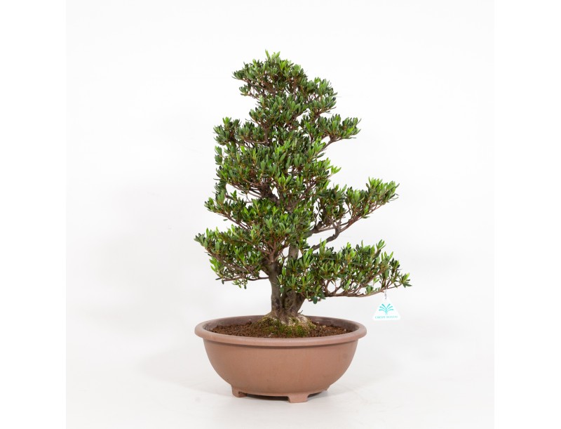 Rhododendron Indicum Shinzan - Azalée Shinzan - 60 cm
