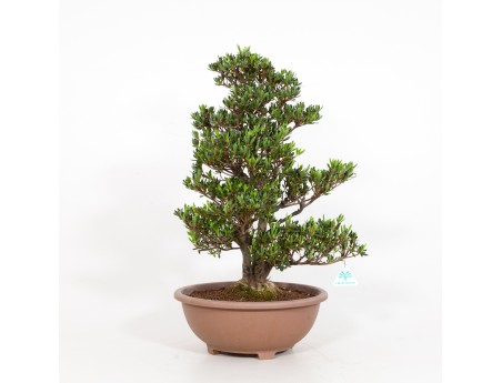 Rhododendron Indicum Shinzan - Azalée Shinzan - 60 cm