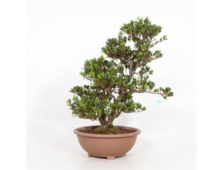 Rhododendron Indicum Shinzan - Azalea Shinzan - 60 cm