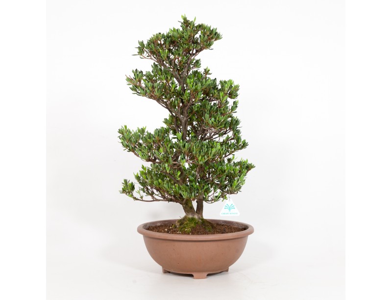 Rhododendron Indicum Shinzan - Azalea Shinzan - 60 cm