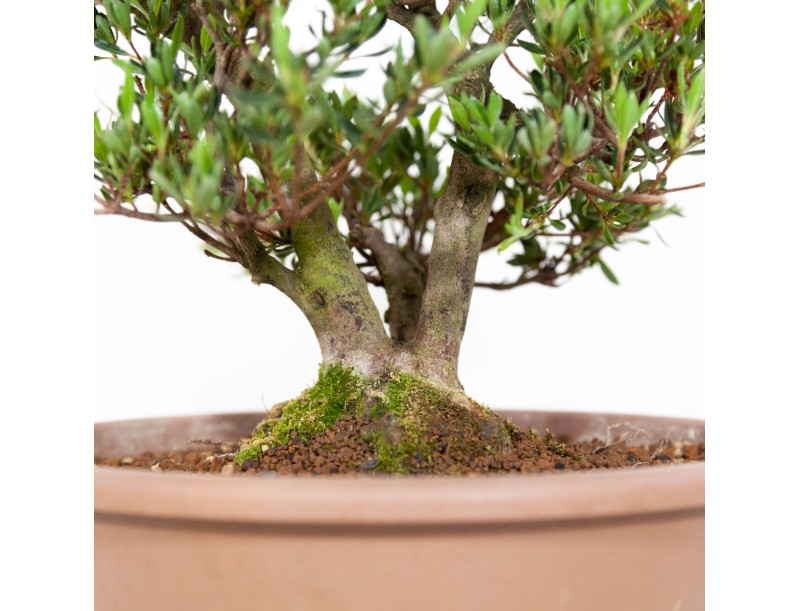 Rhododendron Indicum Shinzan - Azalea Shinzan - 60 cm