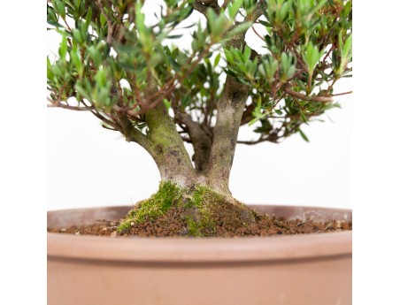 Rhododendron Indicum Shinzan - Azalea Shinzan - 60 cm