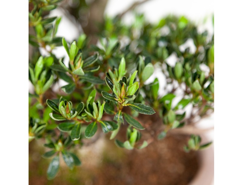 Rhododendron Indicum Shinzan - Azalea Shinzan - 60 cm