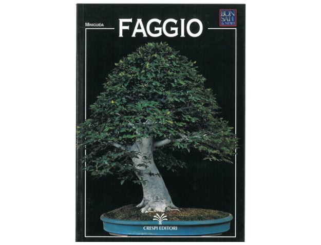 Faggio - Miniguida BONSAI & news