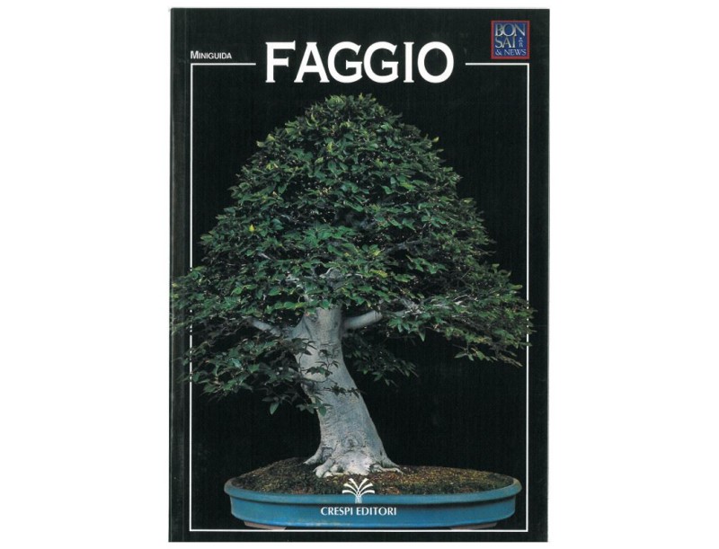 Faggio - Miniguida BONSAI & news