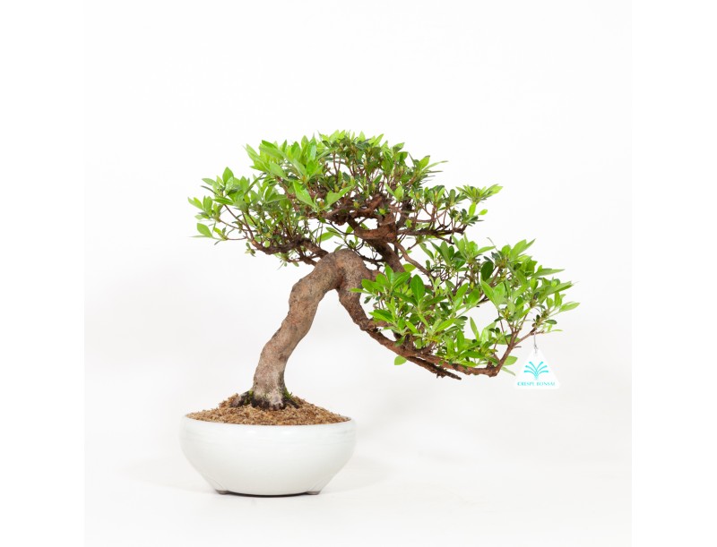 Rhododendron Indicum - Azalea - 37 cm