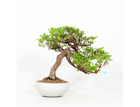 Rhododendron Indicum - Azalée - 37 cm
