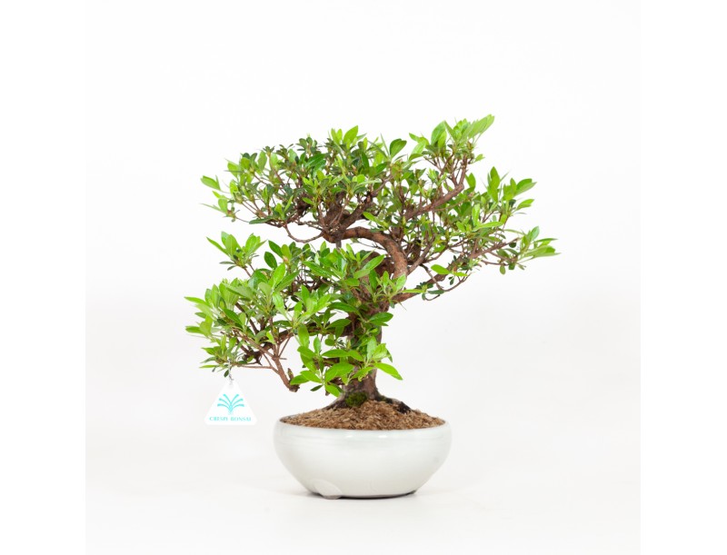 Rhododendron Indicum - Azalea - 37 cm