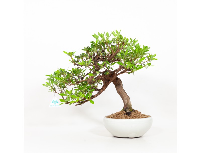 Rhododendron Indicum - Azalea - 37 cm