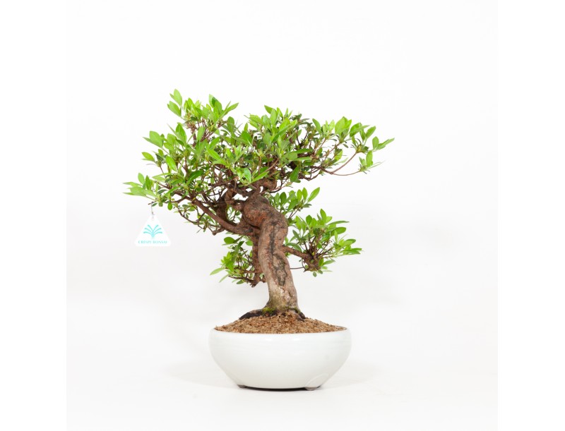 Rhododendron Indicum - Azalea - 37 cm