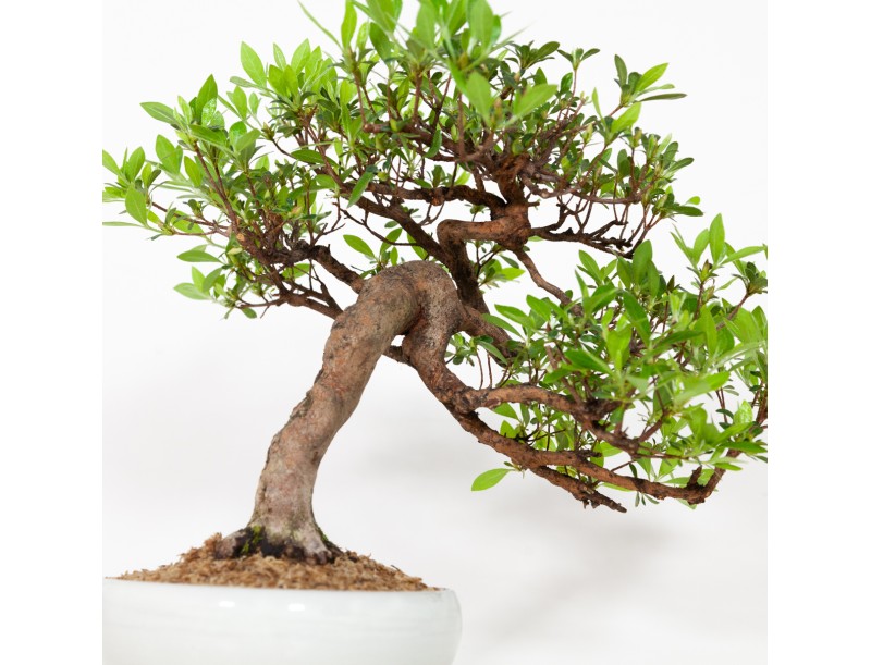 Rhododendron Indicum - Azalea - 37 cm