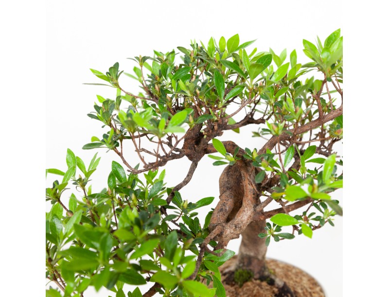 Rhododendron Indicum - Azalea - 37 cm