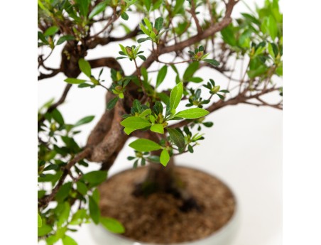 Rhododendron Indicum - Azalea - 37 cm