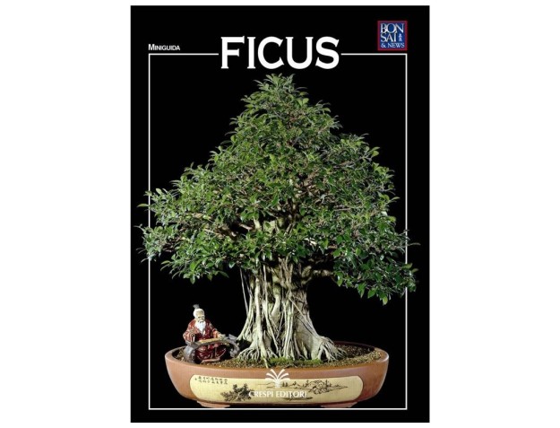 Ficus - Miniguida BONSAI & news