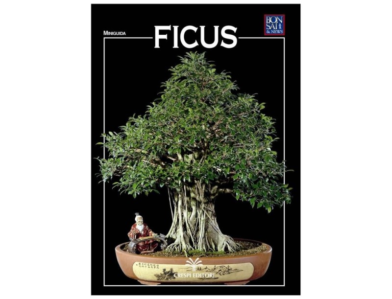Ficus - Miniguida BONSAI & news