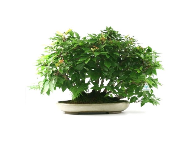 Fagus crenata - hêtre - 50 cm