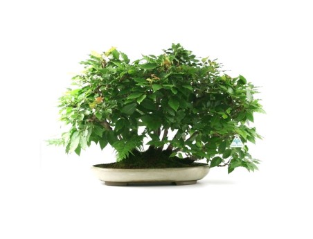 Fagus crenata - hêtre - 50 cm