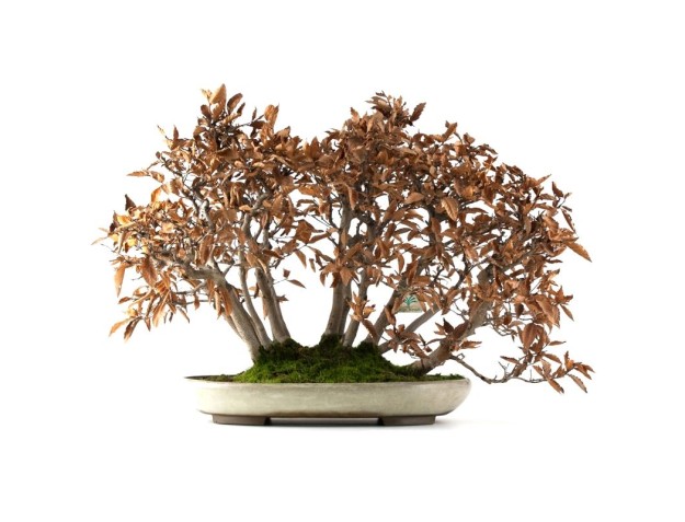 Fagus crenata - beech - 50 cm 2