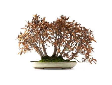 Fagus crenata - hêtre - 50 cm