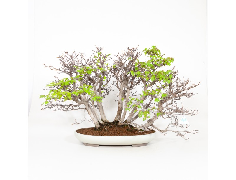 Fagus crenata - Japanese beech - 56 cm