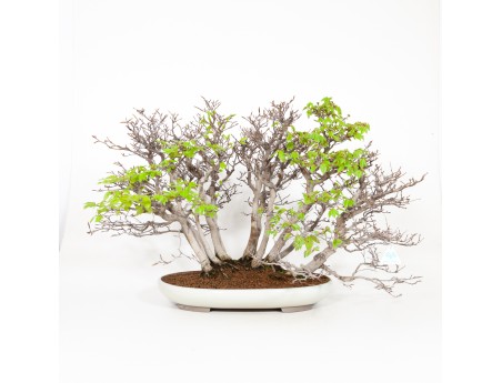 Fagus crenata - Japanese beech - 56 cm