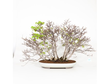 Fagus crenata - 56 cm