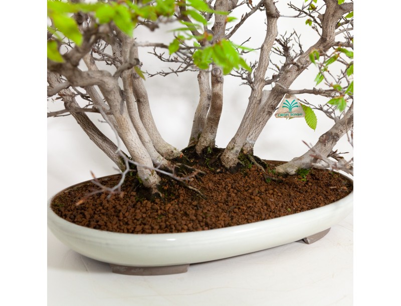 Fagus crenata - Japanese beech - 56 cm
