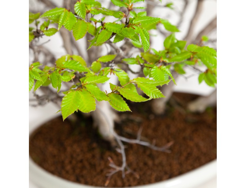 Fagus crenata - Japanese beech - 56 cm