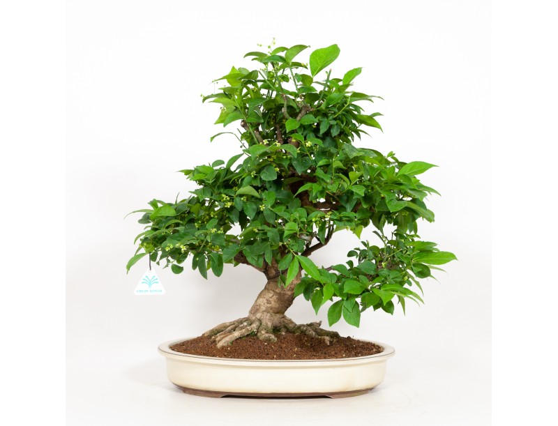Euonymus - Evonimo - 48 cm