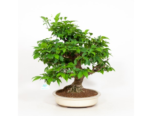 Euonymus - Evonymus - 48 cm 2