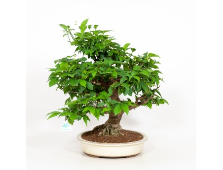 Euonymus - Spindle - 48 cm