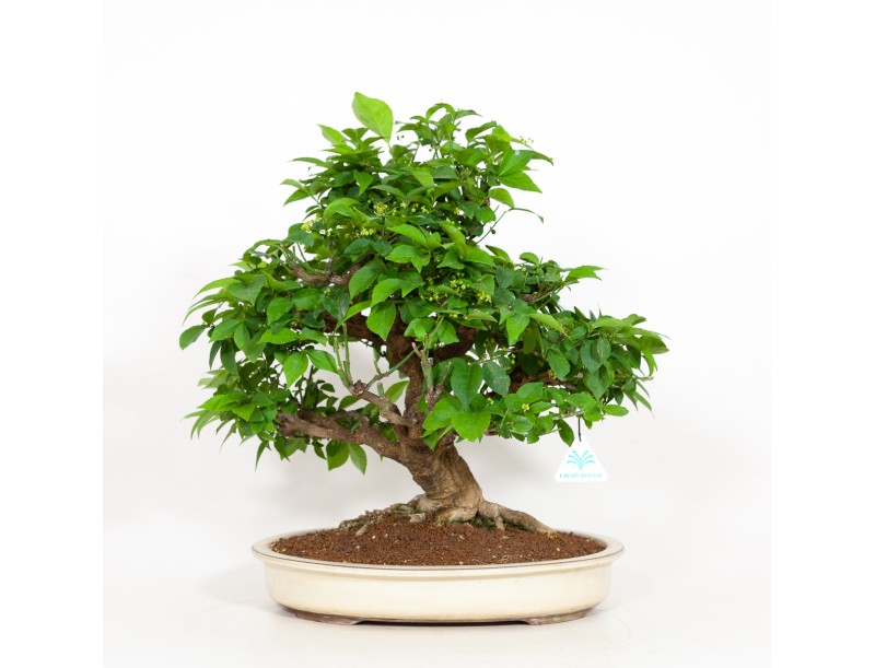 Euonymus - Spindle - 48 cm