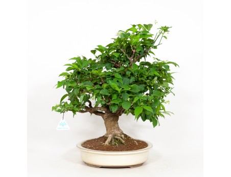 Euonymus - Fusain - 48 cm