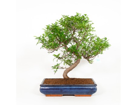 Zanthoxylum - Albero del pepe - 56 cm
