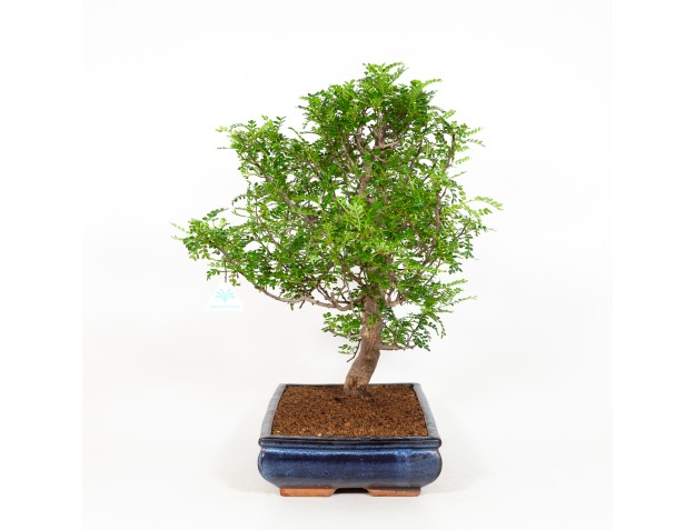 Zanthoxylum - Albero del pepe - 56 cm 2