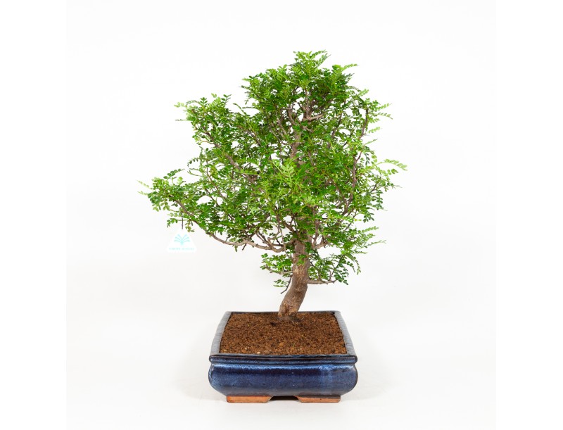 Zanthoxylum - Pepper tree - 56 cm